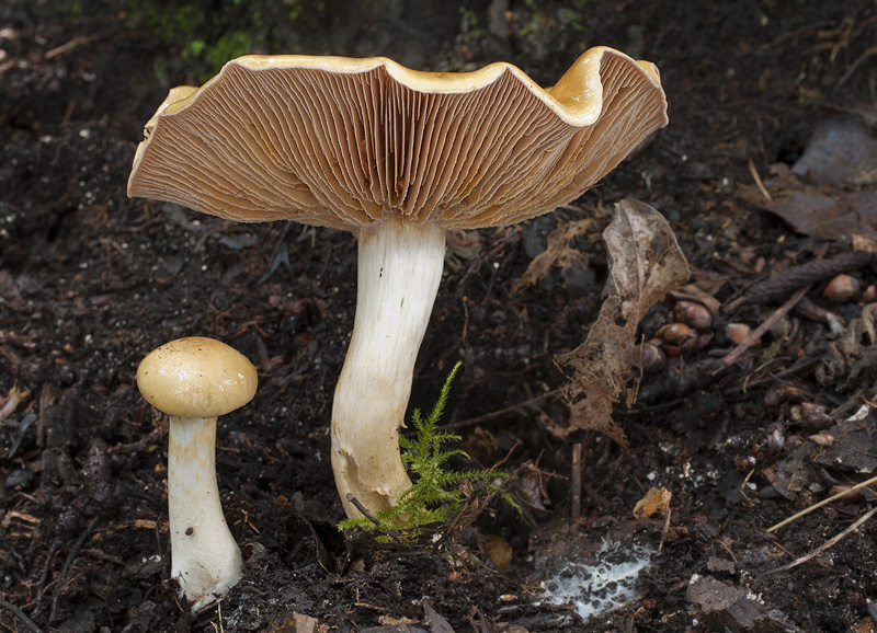 Cortinarius delibutus